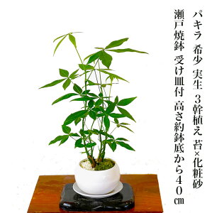 pL A ~jϗt 琬 o׉ ϗtA ~jϗt S҈Sϗt  S   j v[g hV̓ Mtg CeA A[g