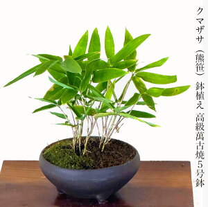 くまざさ クマザサ 鉢植え 5号 縁起物 インテリアグリーン 人気 育てやすい 観葉植物【観葉 金運 植物 誕生日 プレゼント 癒し 風水 植物 引っ越し お祝い 送料無料 多肉植物 サボテン 塩イン