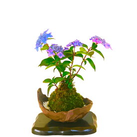 盆栽 あじさい 苔玉 紫陽花 七変化 即日出荷【盆栽村ブランド あじさい盆栽　ミニ盆栽　苔玉盆栽　癒し系部屋に飾るあじさい】希少種 極美 あじさい苔玉 くらま皿 盆栽 盆栽ミニ 盆栽 母の日 父の日 ギフト