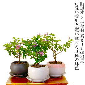 盆栽 スイレンボク 睡蓮木 全高15センチ前後 開花時期 4月頃から9月頃まで おうちでお花見盆栽 ミニ 初心者 趣味 おしゃれ 盆栽 ギフト 内祝い 母の日 父の日 バレンタイン ホワイトデー 誕生日 プレゼント フラワーギフト 還暦祝い 開店祝い 喜寿 退職祝い