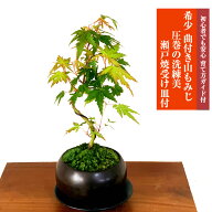 父の日 盆栽 樹齢5年 曲山もみじ 紅葉 入門種 縁起物 楽天1位受賞ミニ盆栽 日本庭園 苔リウム【もみじ 盆…