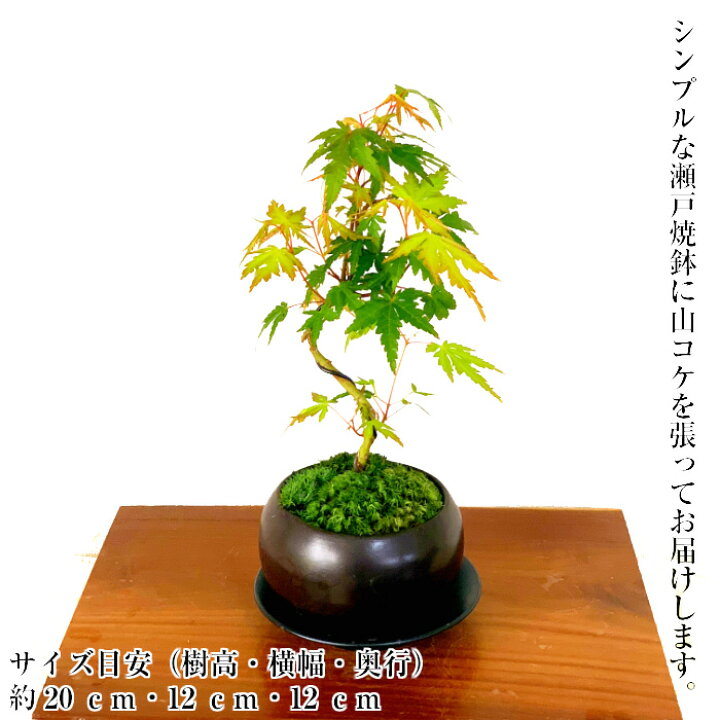 楽天市場】敬老の日 盆栽 樹齢5年 曲山もみじ 紅葉 入門種 縁起物 楽天 