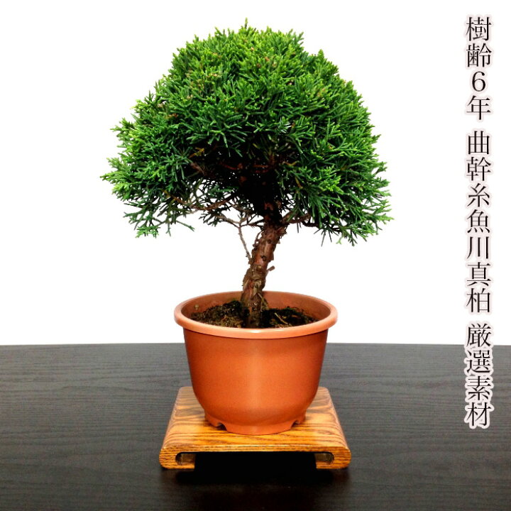 楽天市場】盆栽 真柏 樹齢6年 挿し木 特撰曲幹 糸魚川真柏 素材4号プラ 