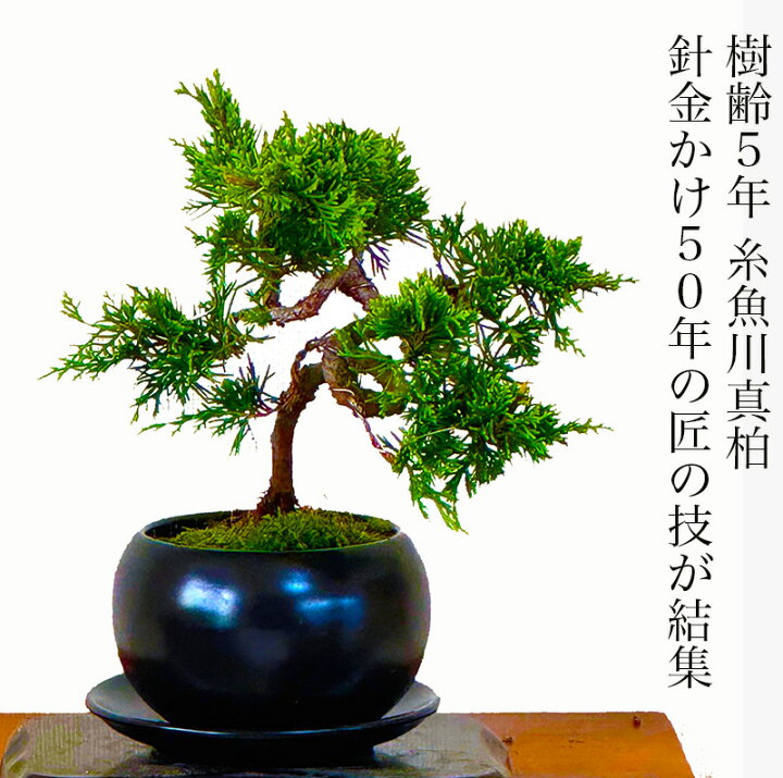 楽天市場】盆栽 真柏 糸魚川真柏 模様木 入門種 挿し木 特撰 捻転幹 