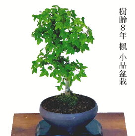 もみじ かえで 一級品 樹齢8年 楓 ミニ盆栽盆栽 もみじ ミニ 室内 初心者 おしゃれ シンボルツリー インテリア 植物 もみじ モダン盆栽 盆栽 ギフト 父の日 母の日 敬老の日 プレゼント 観葉植物 ミニ観葉 記念樹