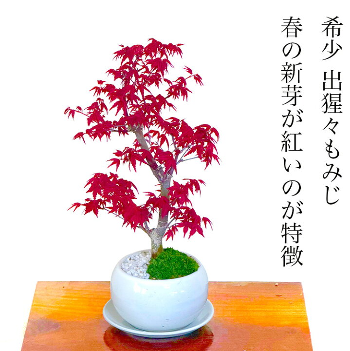 楽天市場】母の日 盆栽 希少 もみじ 紅葉 鉢植え 入門種 記念樹 樹齢5 