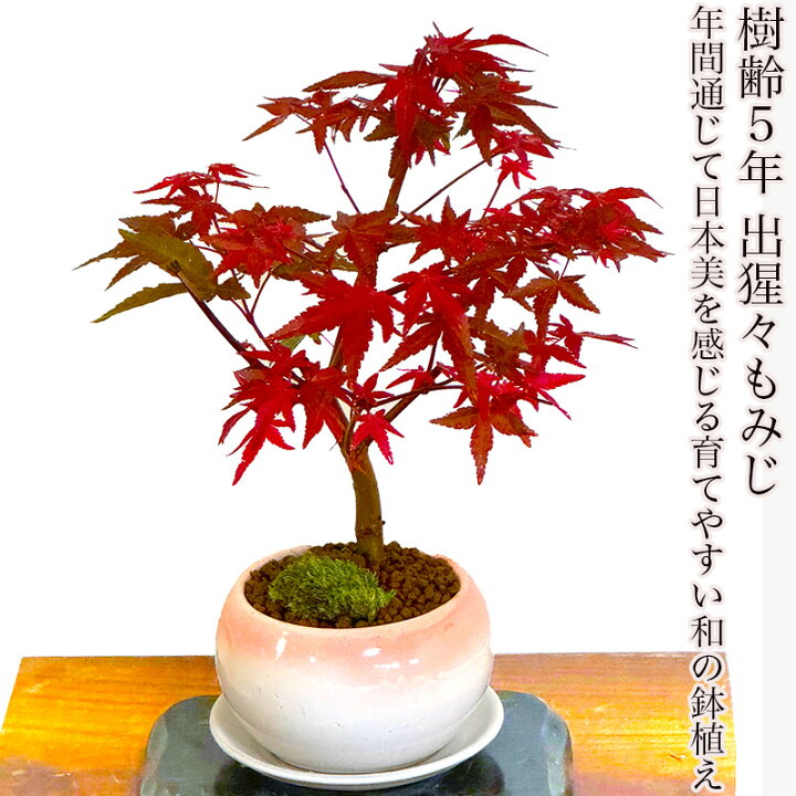 楽天市場】敬老の日 盆栽 もみじ 紅葉 鉢植え 樹高18センチ前後 希少 