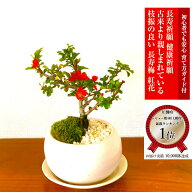 父の日 盆栽 梅 長寿梅 樹齢7年 希少性が高い樹種 一生もの 四季咲性 縁起物 健康長寿祈願 小品盆栽 楽天…