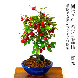 ~ ` V` g [` ƂŊӏ a ~ Mtg bsO { }؁y~ ` ̂Ȃ~ Ԃ̍炭~́z