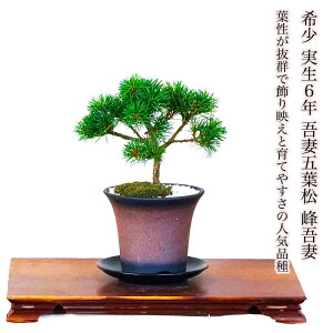 五葉松」の人気商品一覧 | 安い商品を通販サイトから探す - 価格.com