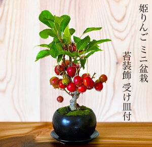 ~ P A t ~ 5N  N oYj~ ~j S   CeA hV̓ a җ t[Mtg v[g ϗtA  y