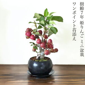 ~ P Ăy t A oYj j 7N  Ny~ ~ ~j ̓ hV̓ a җ t[Mtg v[g z