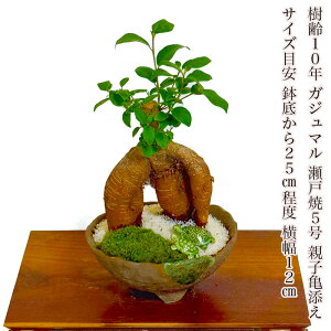 KW} 10N K̖ Iׂ锫F ~jϗtsK^t^RpNgϗt lC Mtg CeAO[yV{c[ a v[g  ϗt j Mtg 