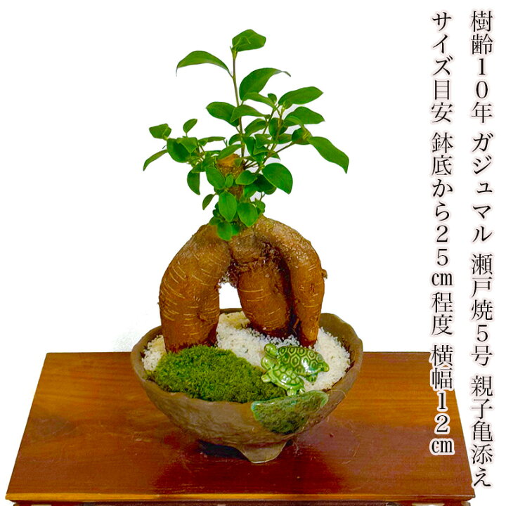 楽天市場】ガジュマル 10年もの 幸福の木 選べる鉢色 ミニ観葉《幸運 