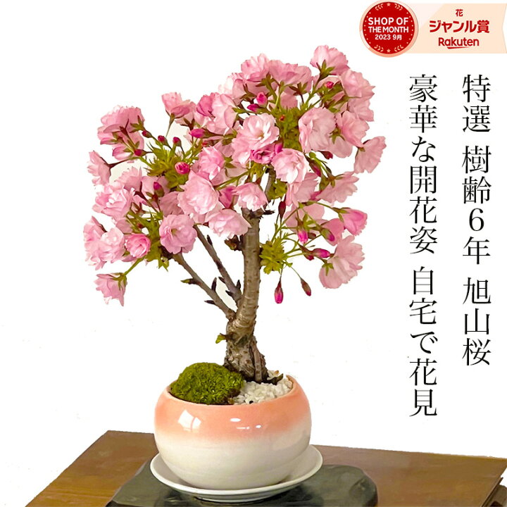 楽天市場】盆栽 桜 旭山桜 鉢植え 樹齢6年 桜の魅力を鉢に凝縮 ギフト 