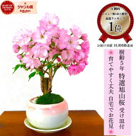 最安値に挑戦 盆栽 桜 旭山桜 鉢植え 桜ミニ盆栽 自宅で花見 楽天1位 樹齢5年 縁起物 ギフト盆栽 桜 ミニ…