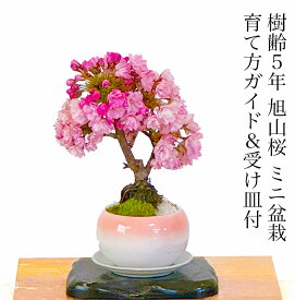 桜 盆栽 旭山桜 鉢植え ミニ盆栽 楽天1位 樹齢5年 自宅で花見 蕾数保証盆栽 桜 ミニ 趣味 初心者 室内 おしゃれ 桜鉢植え 誕生日 お祝い ギフト プレゼント フラワーギフト