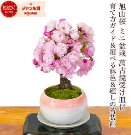 盆栽 桜 ミニ盆栽 旭山桜 全高16センチ前後 自宅でお花見 育てやすく毎年開花しやすい樹種 楽天1位 苔植物 育て方ガイド付【園芸 趣味 人気 ギフト 盆栽 桜 ミニ 室内 初心者 還暦 花 桜 フラワーギフト 誕生日 プレゼント】