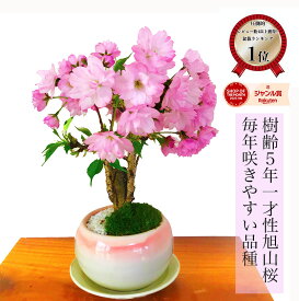 盆栽 桜 旭山桜 鉢植え 桜の世界をミニ鉢に凝縮【盆栽 桜 ミニ 初心者 観葉 植物 お祝い 盆栽 ギフト フラワーギフト 誕生日 桜盆栽 シンボルツリー 】