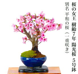盆栽 桜 陽光桜 開花終了 樹齢6年 一重咲き 太幹 平和の桜 桜の女王盆栽 ミニ 初心者 室内 おしゃれ インテリア 盆栽 ギフト 誕生日 還暦 フラワーギフト プレゼント 観葉植物 送料無料 あす楽