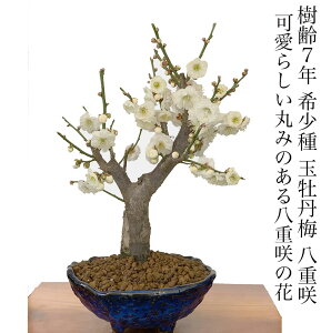 ~ ~ ~ d ʉO 80ȏ̉ԉt ։ ~ 7N ɑ ~~ d~~ ~ ~  lC ~j CeAO[  ~~ CeAA A Mtg