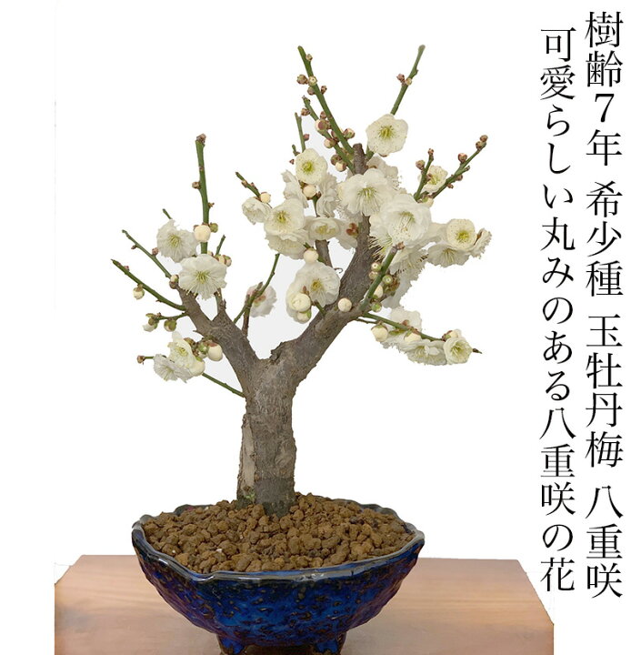 楽天市場】盆栽 梅 白梅 八重咲 玉牡丹 全高25センチ前後 80個以上の 