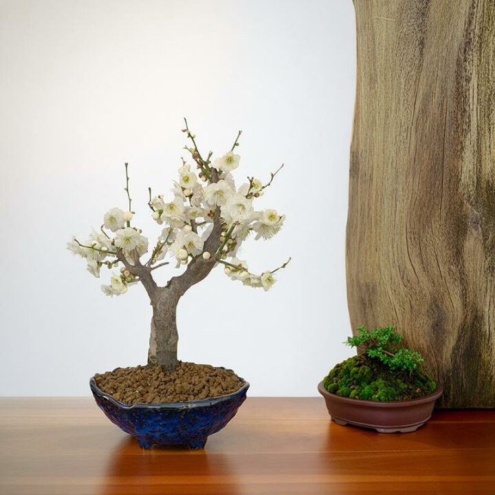 楽天市場】盆栽 梅 白梅 一級品 玉牡丹 60前後の花芽付 八重咲 中大輪 