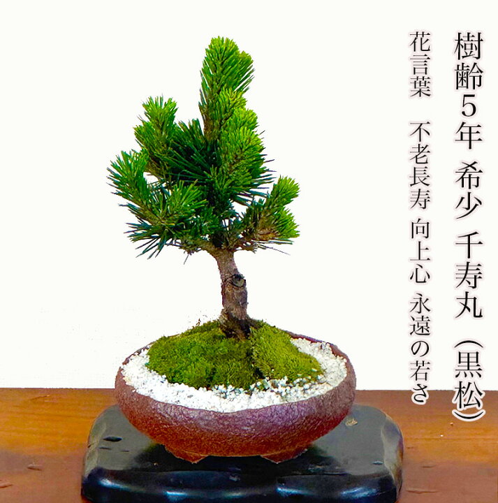 楽天市場】盆栽 松 黒松 希少 千寿丸 お家で盆栽 ミニ 室内 おしゃれ 