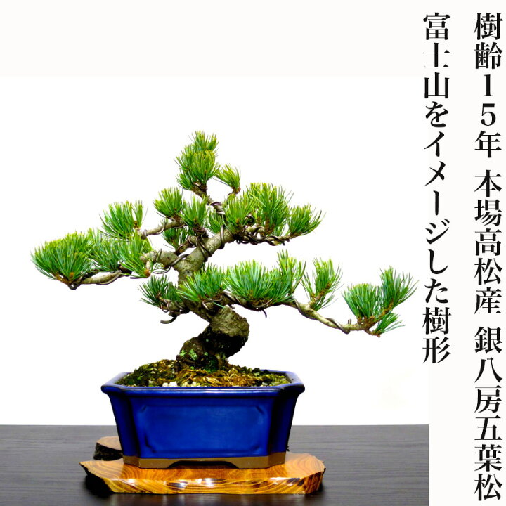 楽天市場】盆栽 松 趣味 人気 一生もの 飾り映えする模様木 樹形美 