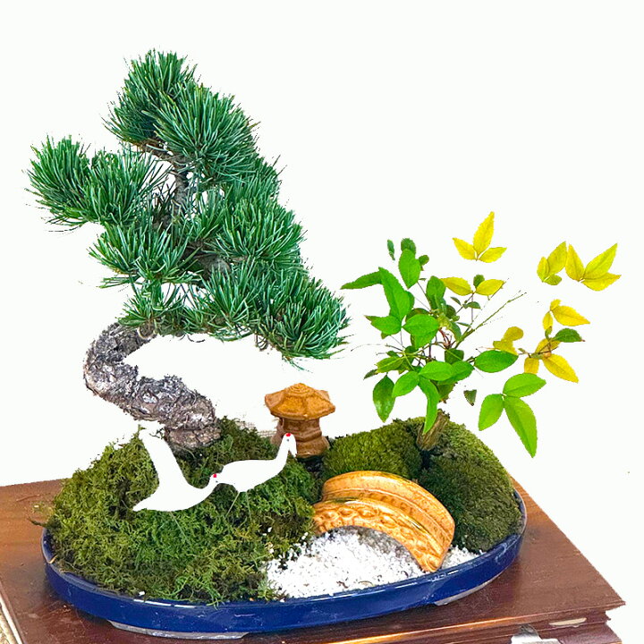 楽天市場】盆栽 松 五葉松 南天 飾る庭 日本庭園 ギフト 和植物 お家で 