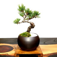 父の日 盆栽 松 樹齢6年 五葉松 縁起の良い盆栽 入門 初めての盆栽 飾り映え 鉢植え ギフト 和植物 お家…