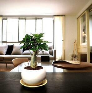 AfjE R[fbNX A w ̃o nCh ~jϗt ĕw쏑sK^t^򍪊ϗty~ ~j ~j~ a v[g ϗtA 