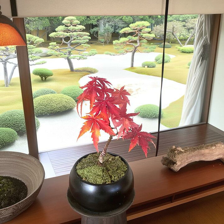 楽天市場】母の日 盆栽 ヤマモミジ 紅葉 入門種 これからの成長を 