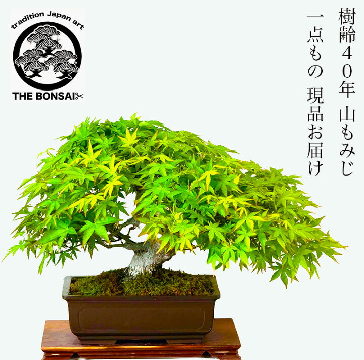 楽天市場】盆栽 もみじ 高級盆栽 山もみじ 現品お届け 一点もの 樹齢40 