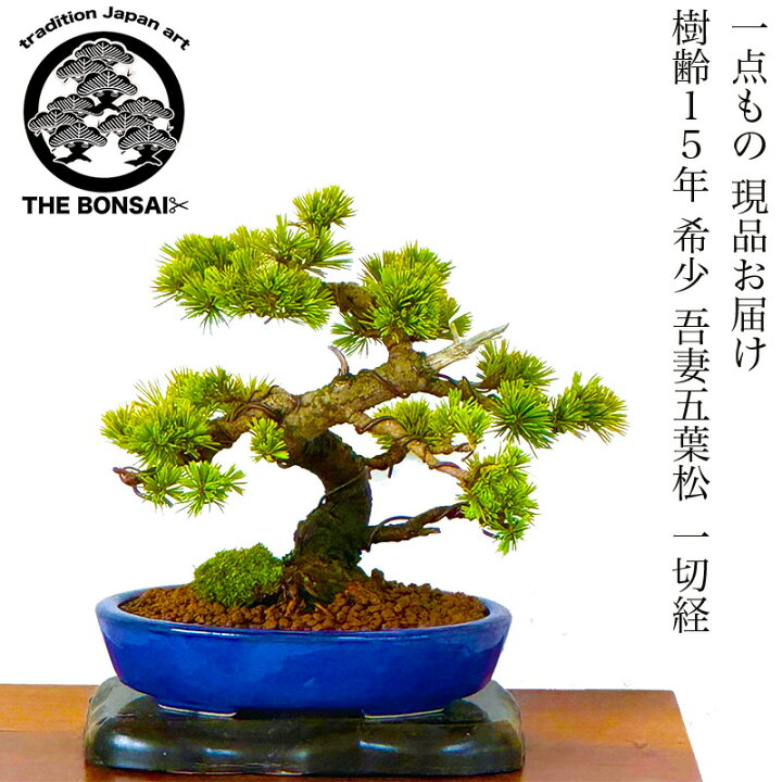 楽天市場】盆栽 松 吾妻五葉松 実生 一点物 現品お届け 高級 希少 樹齢 