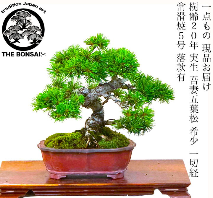 楽天市場】盆栽 松 実生 吾妻五葉松 希少 樹齢20年 一切経 小品盆栽 葉 