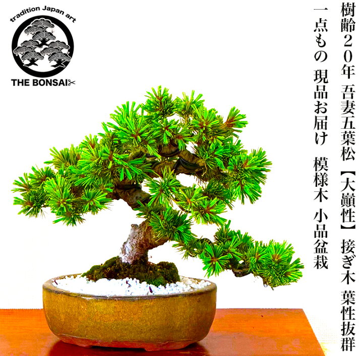 楽天市場】盆栽 松 高級 一点物 現品お届け 銘品 希少 樹齢20年 高級 