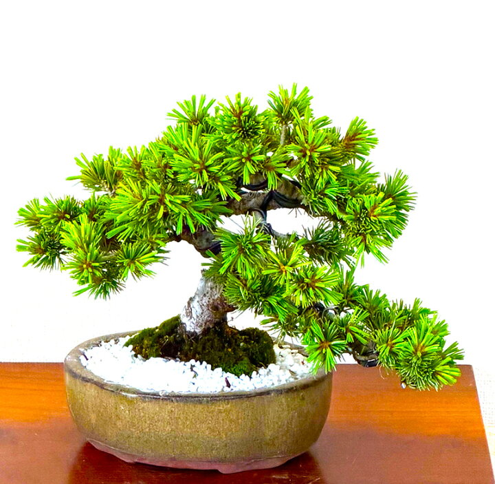 楽天市場】盆栽 松 高級 一点物 現品お届け 銘品 希少 樹齢20年 高級 