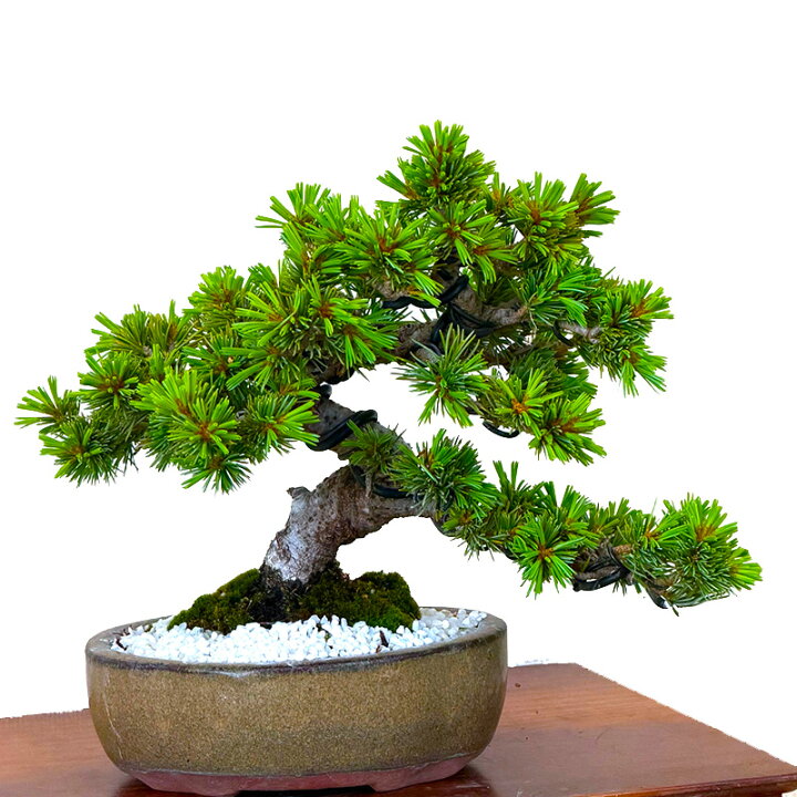 楽天市場】盆栽 松 高級 一点物 現品お届け 銘品 希少 樹齢20年 高級 