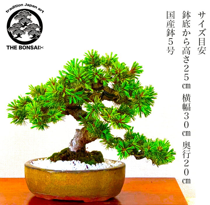 楽天市場】盆栽 松 高級 一点物 現品お届け 銘品 希少 樹齢20年 高級 
