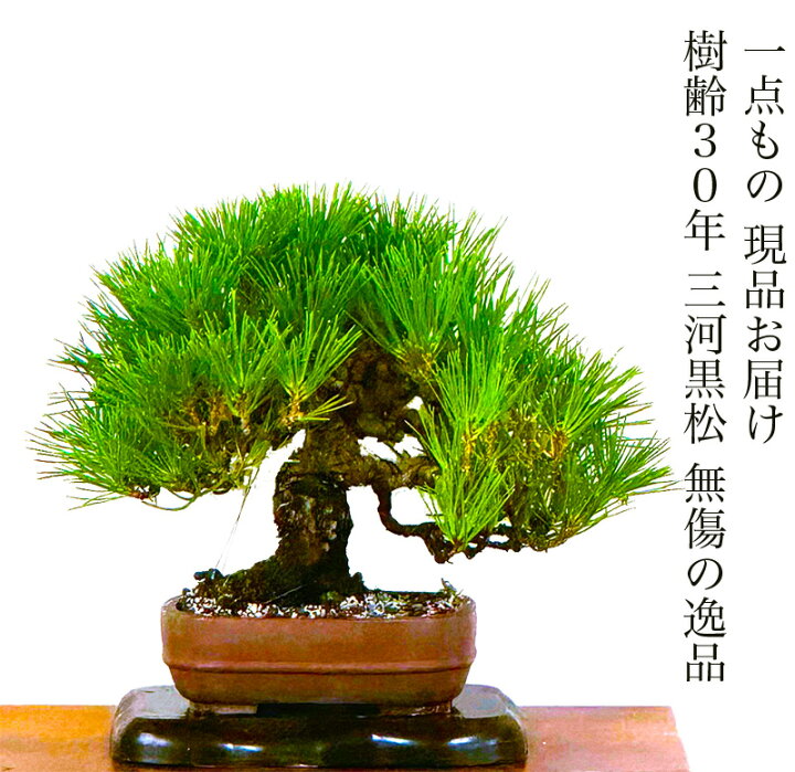 楽天市場】三河黒松 高級盆栽 松 樹齢30年 一点もの 現品お届け 一生 