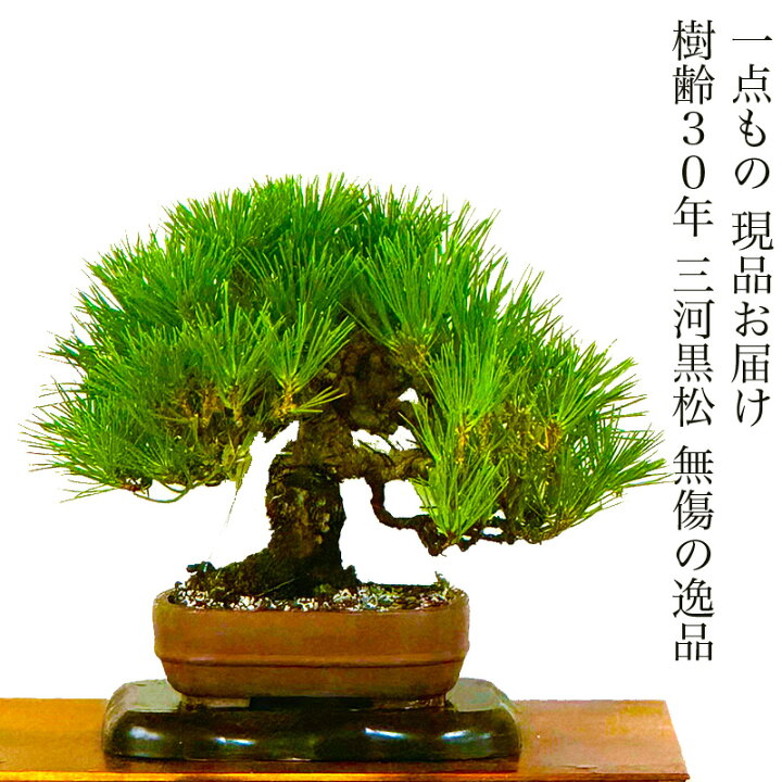 楽天市場】三河黒松 高級盆栽 松 優良樹 樹齢30年 一点もの 現品お届け 