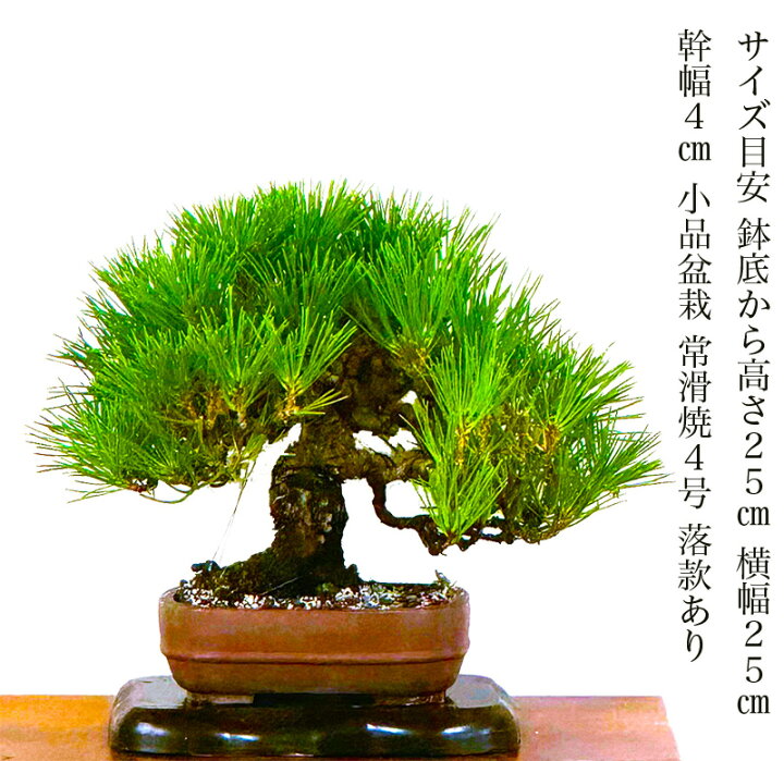 楽天市場】三河黒松 高級盆栽 松 樹齢30年 一点もの 現品お届け 一生 