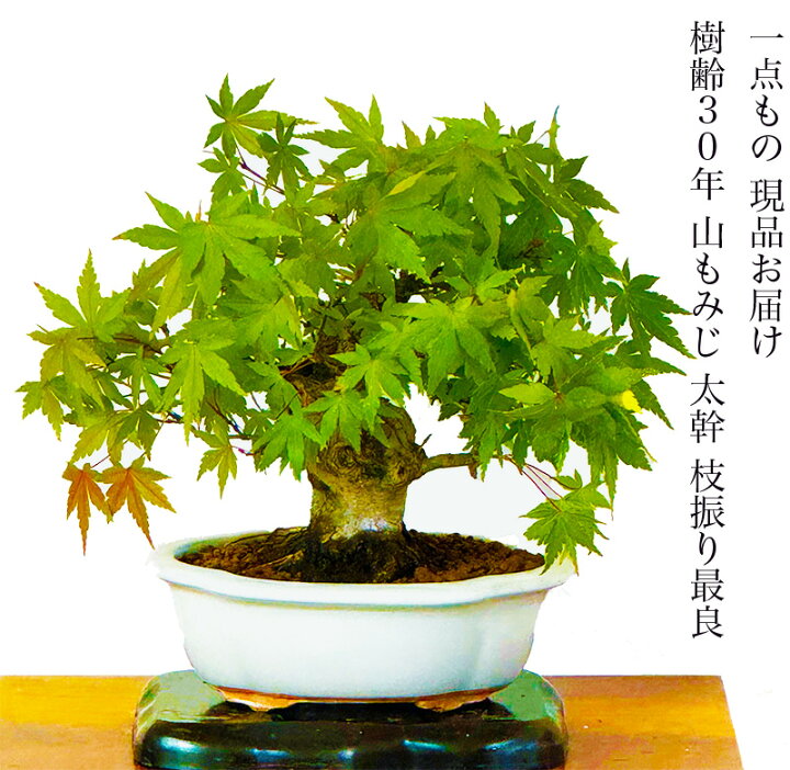 楽天市場】盆栽 山もみじ 一生もの 特価 現品お届け 一点もの 高級盆栽 
