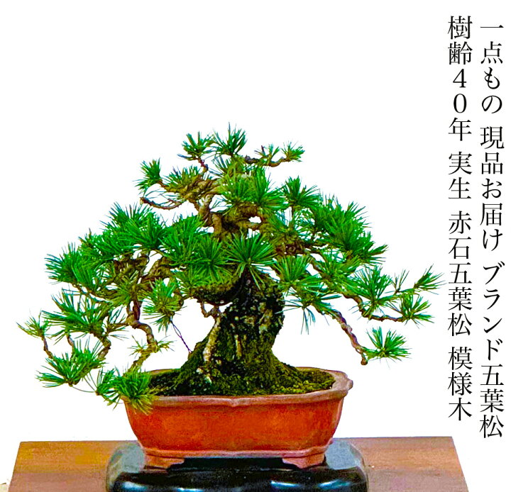 楽天市場】盆栽 松 希少 高級 一点物 現品お届け 樹齢40年 実生 赤石 