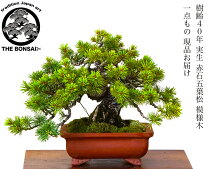 楽天市場】赤松 盆栽（花・観葉植物｜花・ガーデン・DIY）の通販