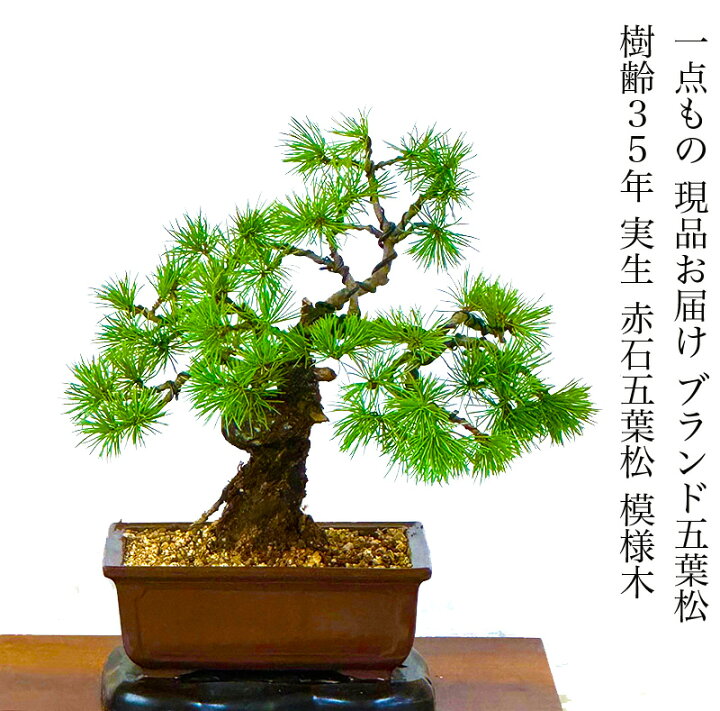 楽天市場】盆栽 松 希少 樹齢35年 実生 赤石五葉松 一生もの 特価 高級 