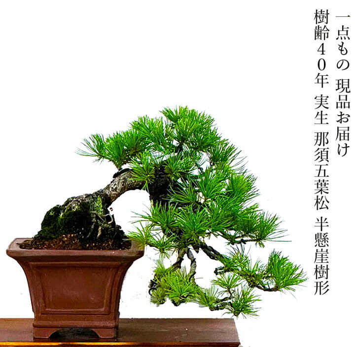 楽天市場】盆栽 松 一点物 現品お届け 希少 樹齢40年 実生 那須五葉松 