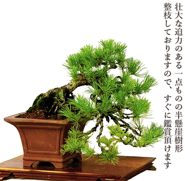 楽天市場】盆栽 松 一点物 現品お届け 希少 樹齢40年 実生 那須五葉松 