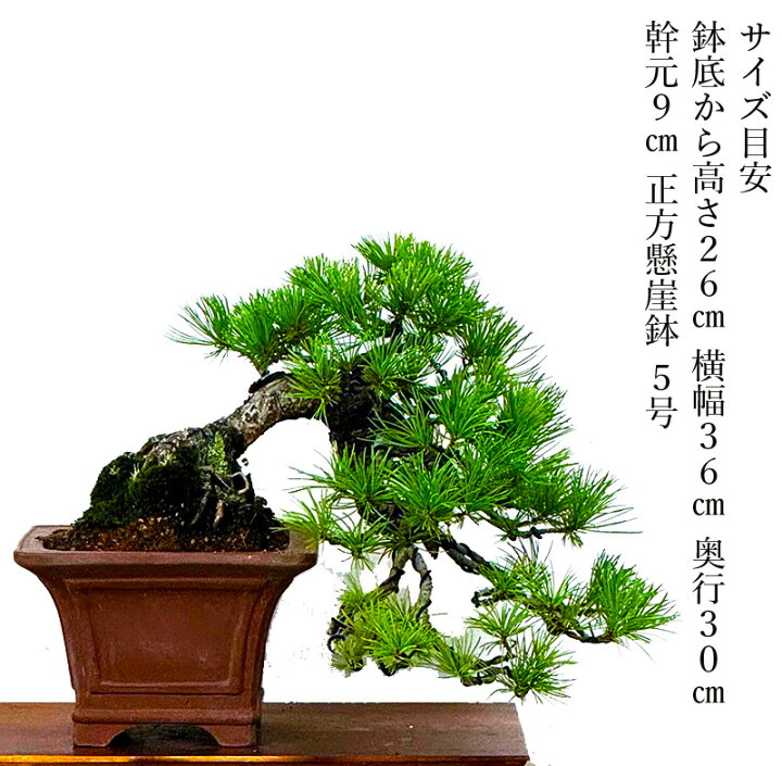 楽天市場】盆栽 松 一点物 現品お届け 希少 樹齢40年 実生 那須五葉松 
